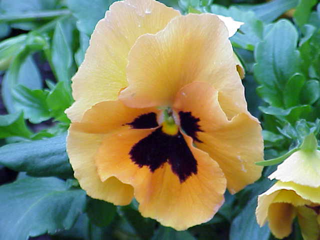 Viola tricolor0